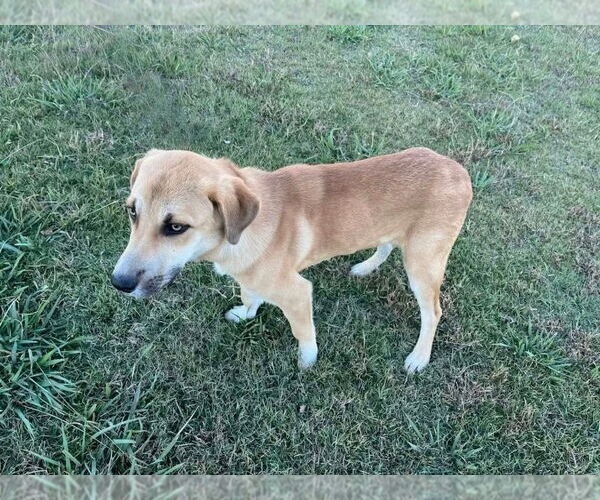 Medium Photo #3 Siberian Husky-Unknown Mix Puppy For Sale in Minneapolis, MN, USA