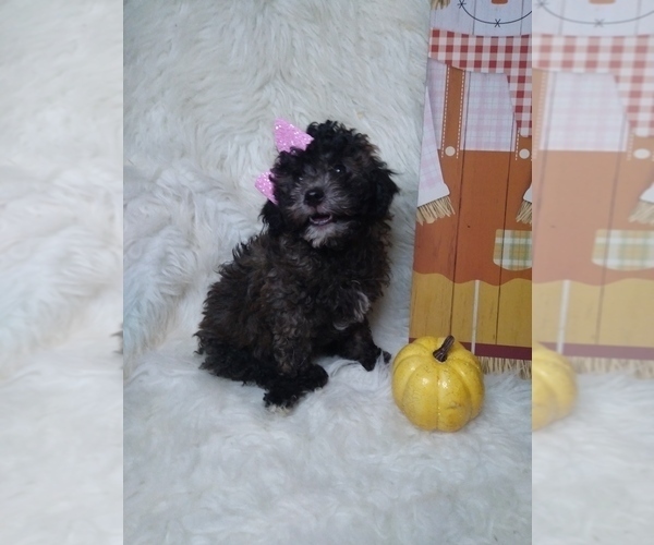 Medium Photo #4 Poodle (Miniature) Puppy For Sale in INDIANAPOLIS, IN, USA