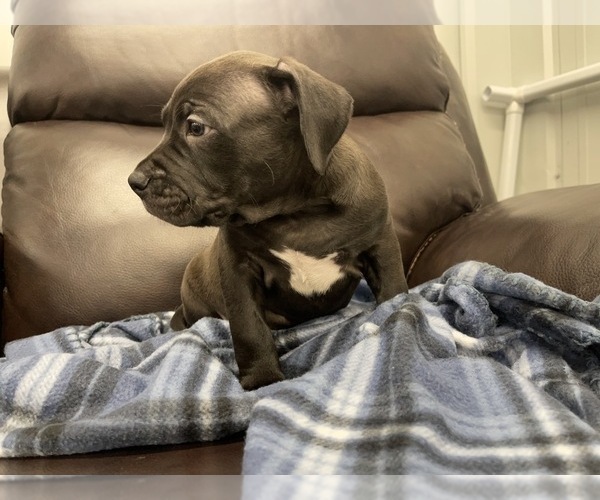 Medium Photo #52 American Bully Puppy For Sale in REESEVILLE, WI, USA