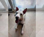 Small #17 Labrador Retriever Mix