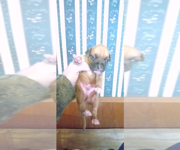 Medium Photo #1 Boxer Puppy For Sale in DEERWOOD, MN, USA
