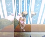 Small Photo #1 Boxer Puppy For Sale in DEERWOOD, MN, USA