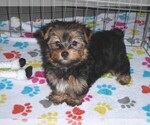 Small #8 Yorkshire Terrier