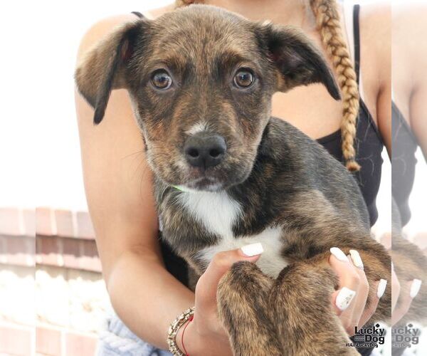 Medium Photo #2 Plott Hound-Unknown Mix Puppy For Sale in Washington, DC, USA