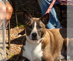Small #10 Mutt