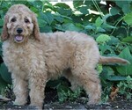 Small Photo #4 Goldendoodle Puppy For Sale in FREDERICKSBURG, OH, USA