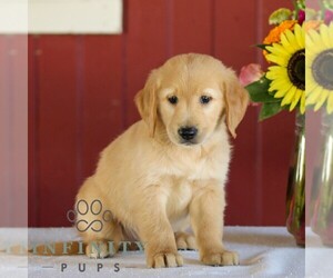 Golden Retriever Puppy for sale in MANHEIM, PA, USA