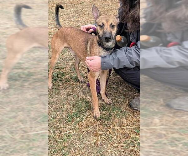 Medium Photo #1 Mutt Puppy For Sale in San Antonio, TX, USA