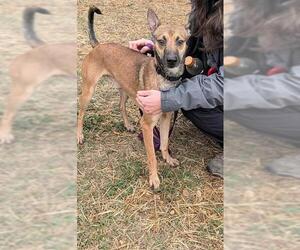 Mutt Dogs for adoption in San Antonio, TX, USA