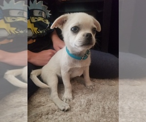 Pom-A-Pug Puppy for sale in FRESNO, CA, USA