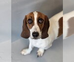 Small #2 Basset Hound