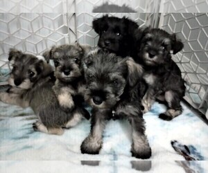 Schnauzer (Miniature) Litter for sale in MC ALPIN, FL, USA