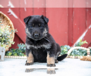 Medium German Shepherd Dog