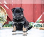 Puppy Scruffy German Shepherd Dog