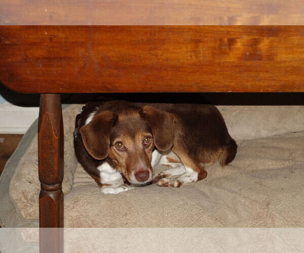 Medium Photo #1 Beagle-Unknown Mix Puppy For Sale in Doylestown, PA, USA