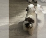 Small #4 Poodle (Miniature)