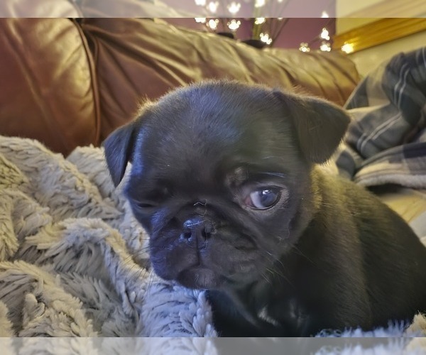 Medium Photo #8 Pug Puppy For Sale in HILLSDALE, MI, USA