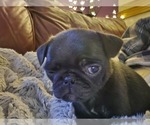 Small #7 Pug