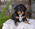Small Photo #11 Cavapoo Puppy For Sale in GOSHEN, IN, USA