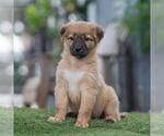 Small #3 Labrador Retriever Mix