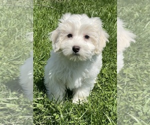 Coton de Tulear Puppy for Sale in CANOGA, New York USA