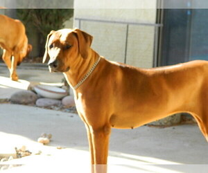Mother of the Rhodesian Ridgeback puppies born on 06/19/2023