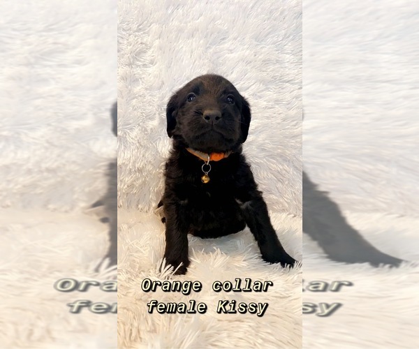 Medium Photo #2 Labradoodle Puppy For Sale in ROCKY MOUNT, NC, USA