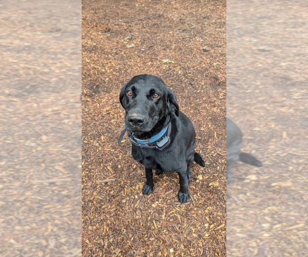 Medium Photo #1 Labrador Retriever Puppy For Sale in PIONEER, CA, USA