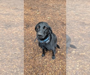 Mother of the Labrador Retriever puppies born on 03/06/2026