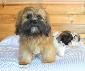 Father of the Shih Tzu puppies born on 02/24/2022