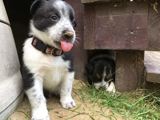 Australian Cattle Dog-Border Collie Mix Puppy for sale in MEDFORD, MA, USA