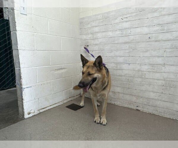 Medium Photo #1 German Shepherd Dog Puppy For Sale in San Bernardino, CA, USA