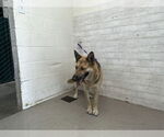 Small German Shepherd Dog