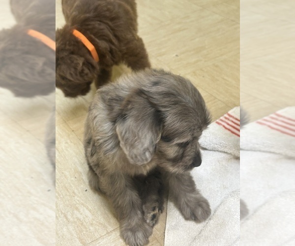Medium Photo #2 F2 Aussiedoodle Puppy For Sale in BUSH, LA, USA