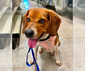 Beagle-Unknown Mix Dogs for adoption in Fairfax, VA, USA