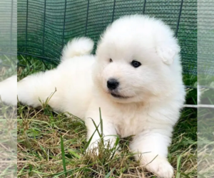 Samoyed Puppy for sale in IRWINDALE, CA, USA