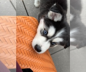 Siberian Husky Puppy for sale in ENGLEWOOD, CO, USA