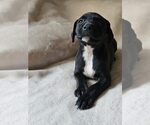 Small American Staffordshire Terrier Mix