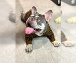 Small #2 French Bulldog