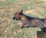 Small Photo #2 German Shepherd Dog Puppy For Sale in SUGAR LAND, TX, USA