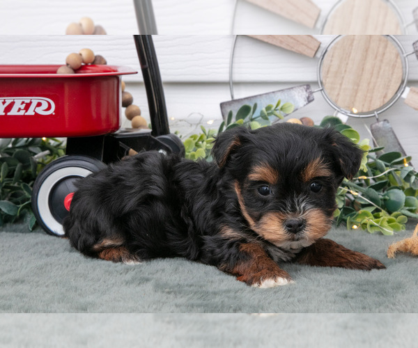 Medium Photo #14 YorkiePoo Puppy For Sale in BERNE, IN, USA