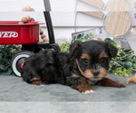 Puppy Tootsie YorkiePoo