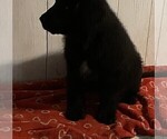 Small #10 Newfoundland