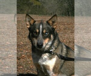 German Shepherd Dog-Huskies  Mix Dogs for adoption in Attalka, AL, USA