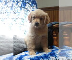 Small #2 Golden Retriever