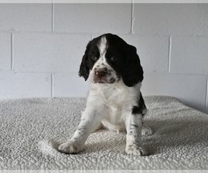 English Springer Spaniel Puppy for sale in MILLERSBURG, OH, USA