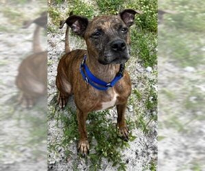 Boxer-Unknown Mix Dogs for adoption in Fort Lauderdale, FL, USA