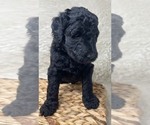 Small Photo #43 Double Doodle Puppy For Sale in PIERSON, FL, USA