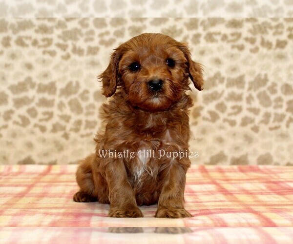 Medium Photo #4 Cavapoo Puppy For Sale in DENVER, PA, USA