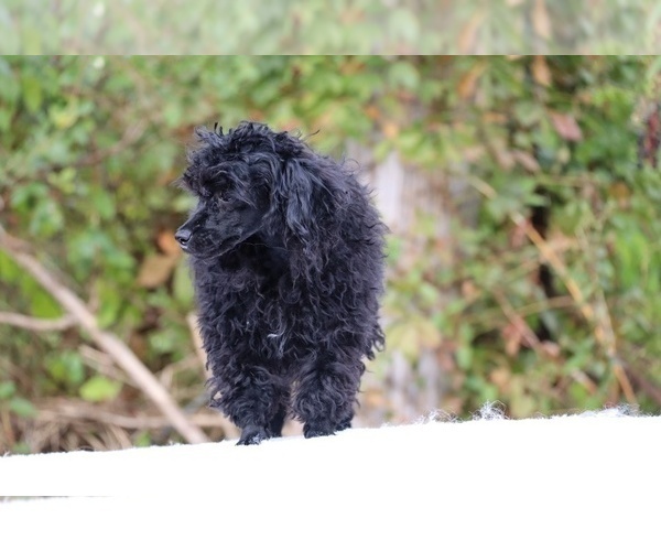 Medium Photo #43 Poodle (Toy) Puppy For Sale in DYERSBURG, TN, USA